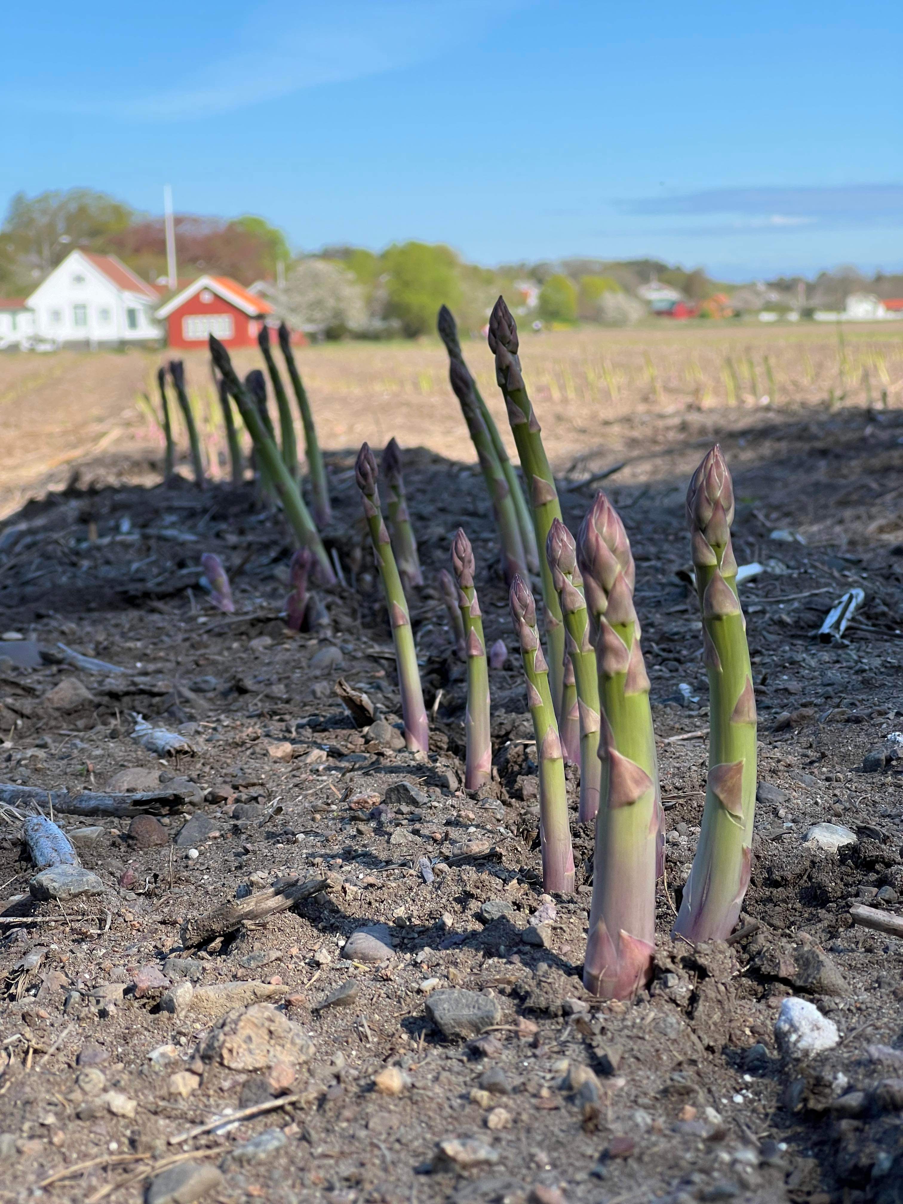 Produksjon av asparges. Foto: Brødrene Fredberg DA. Asparges vokser opp av jorden