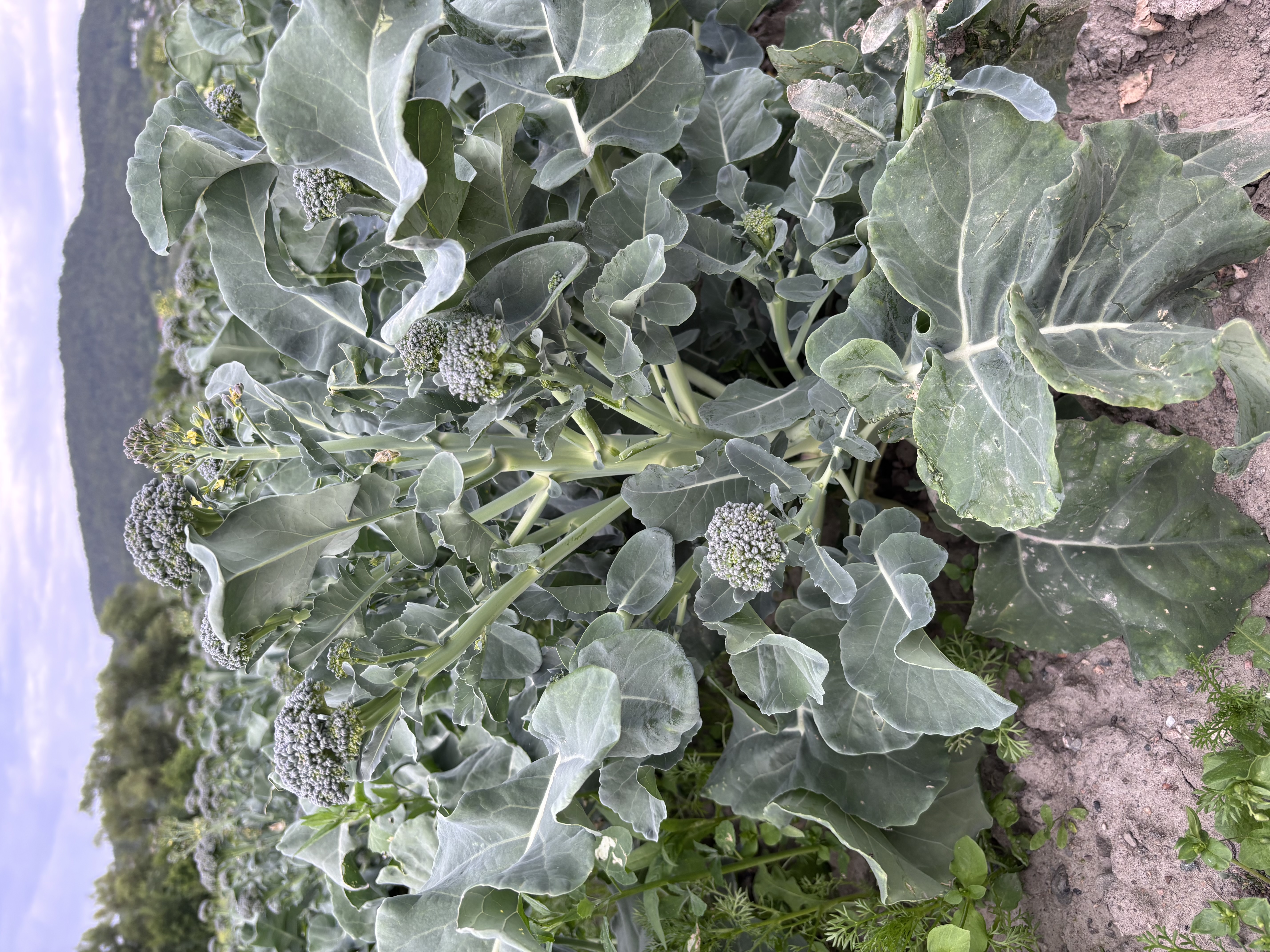 Brokkoliniplantens toppskudd kuttes av tidlig. Dette fører til at sideskudd skyter fart, og det kommer en brokkolini fra hvert bladhjørne. Foto: Statsforvalteren. Brokkolini i grønnsaksåkeren