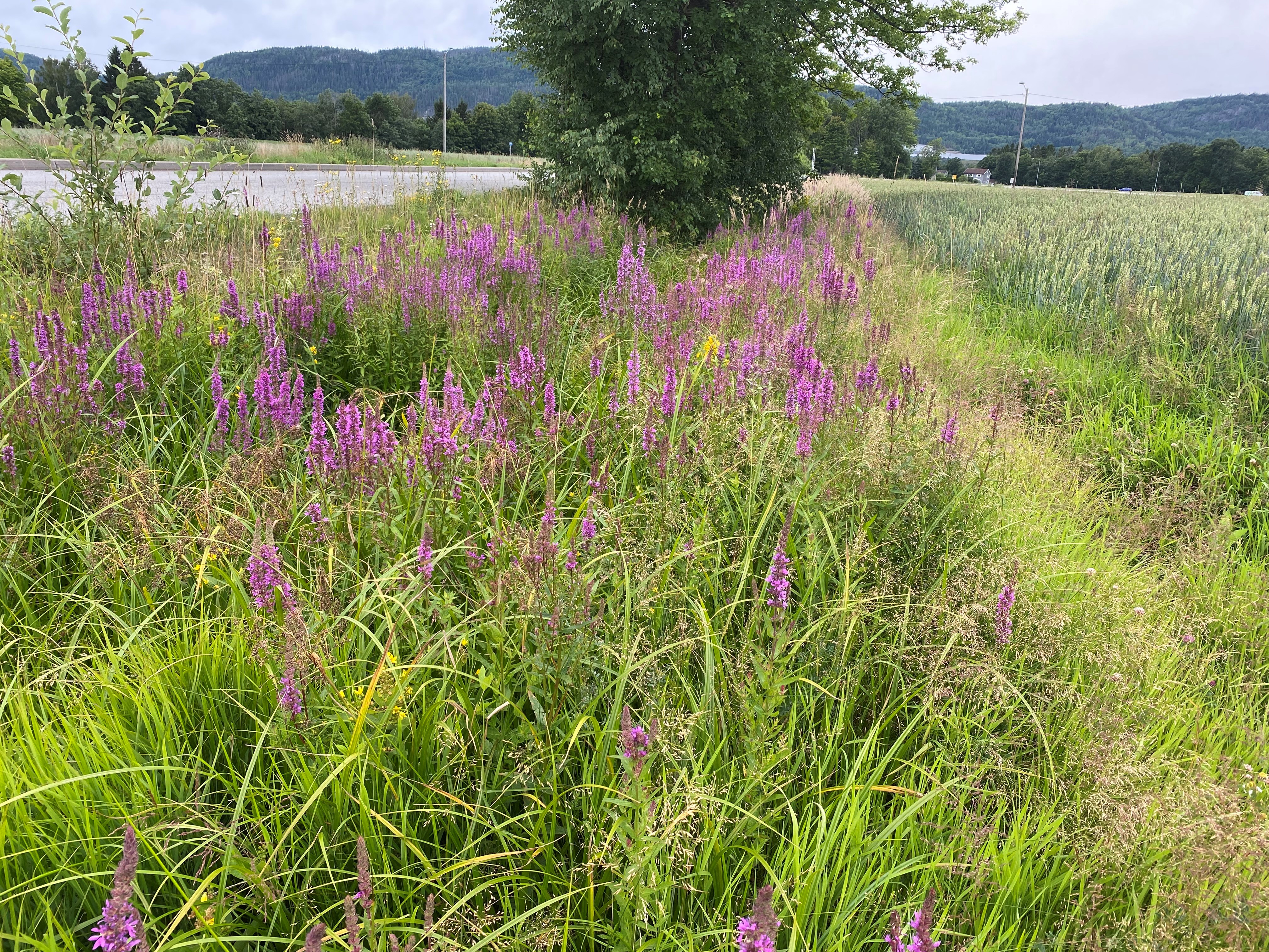Sone for pollinerende insekter. Foto: Statsforvalteren. Blomster langs vei