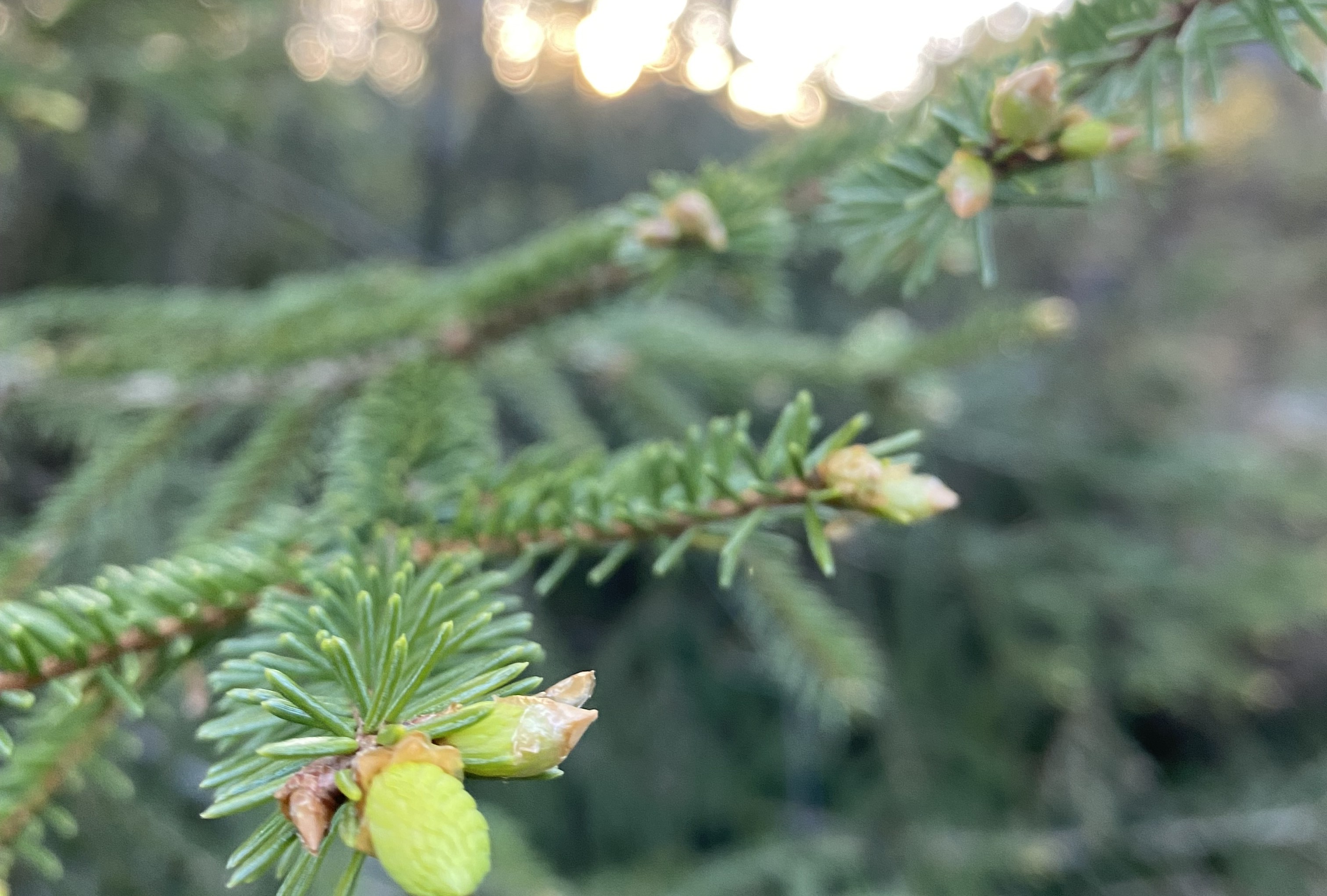 Granbar i solnedgang