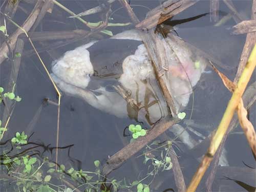 Saprolegnia-infeksjon på gytemoden laks i Håelva. Kraftig infeksjon av soppen kan føra til at fisken døyr på grunn av problem med regulering av veskebalansen i kroppen. Denne fisken døydde truleg før den nådde gyteplassen. 