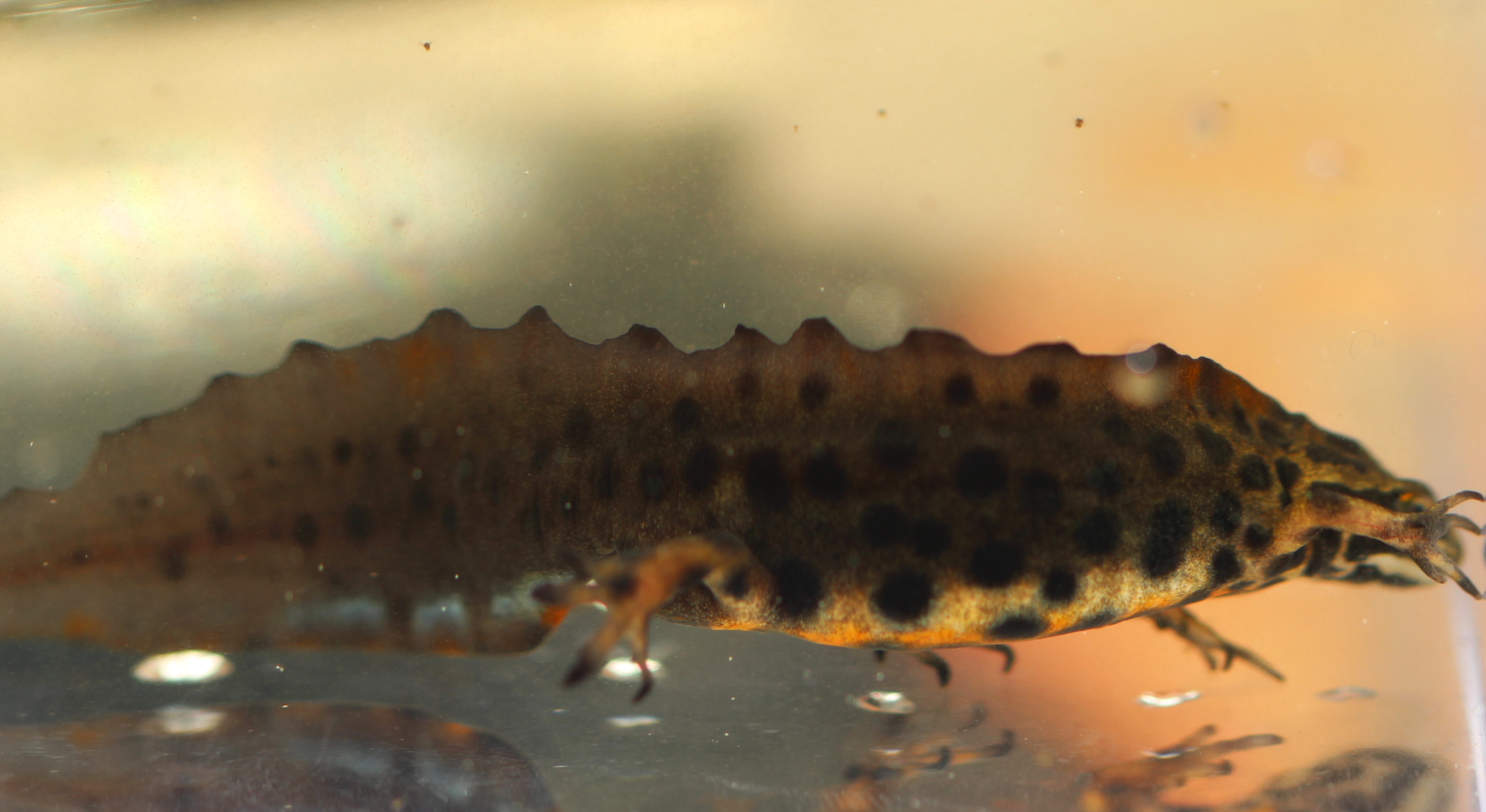 Småsalamander, Lissotriton vulgaris