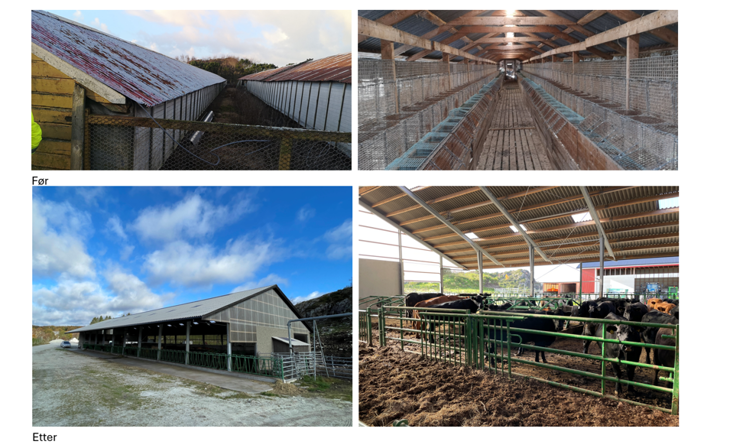 Frå pelsdyrhus til ammekufjøs.