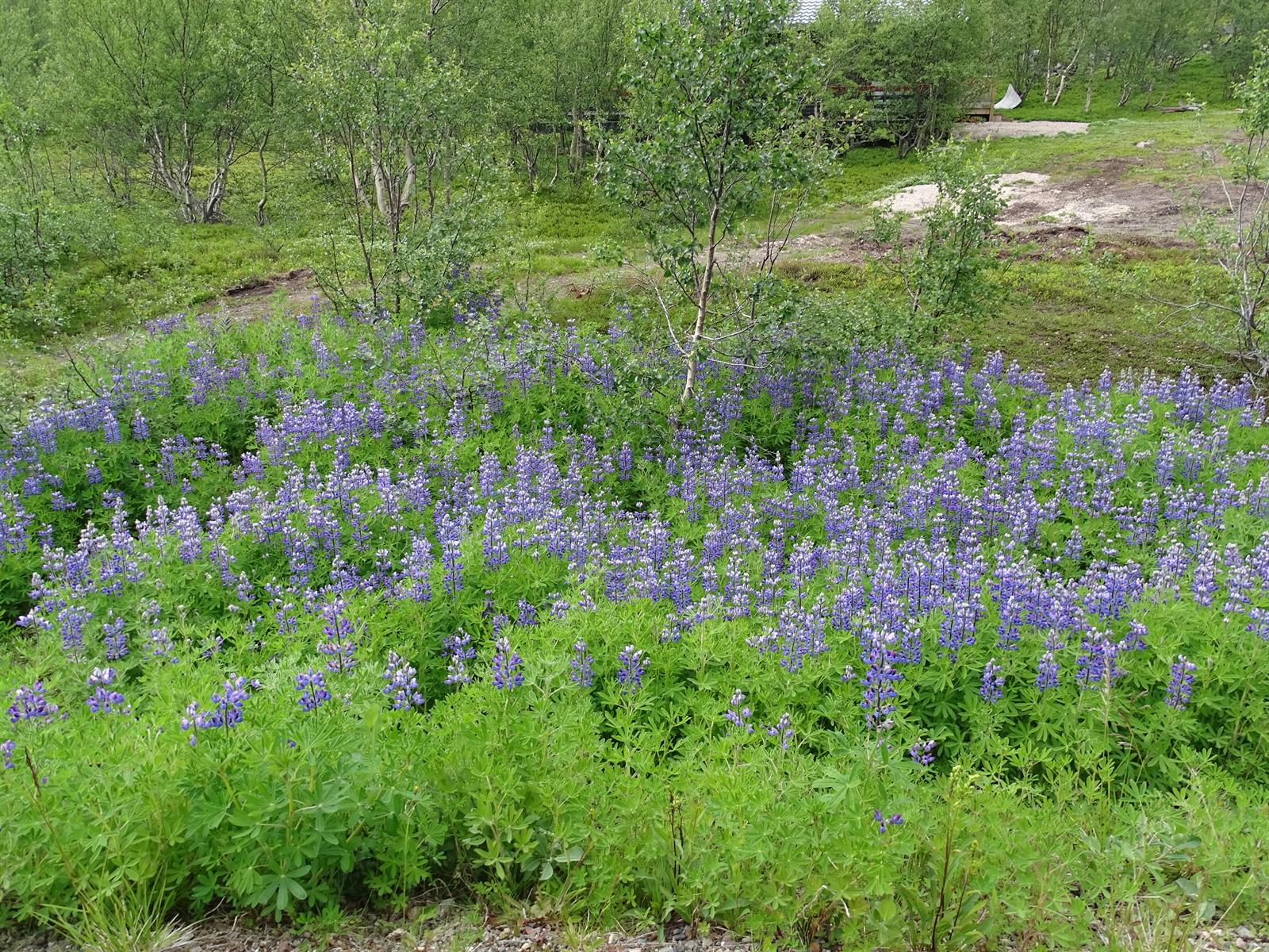 SandlupinSyltefjorddalen AndySortland 2020.jpg