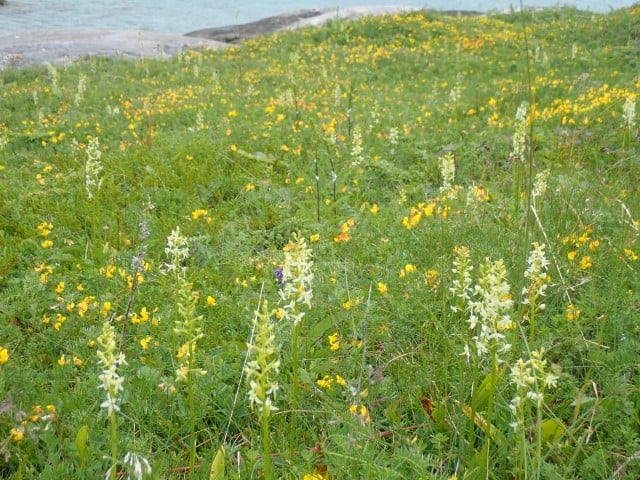 Strandeng med nattfiol.jpg