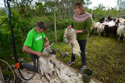 Erik Ballestad i Stråholmen Småfedrift og Bjørg Minnesjord Solheim frå Telespinn i samarbeid om lokal ull. Foto: Torstein Kiil