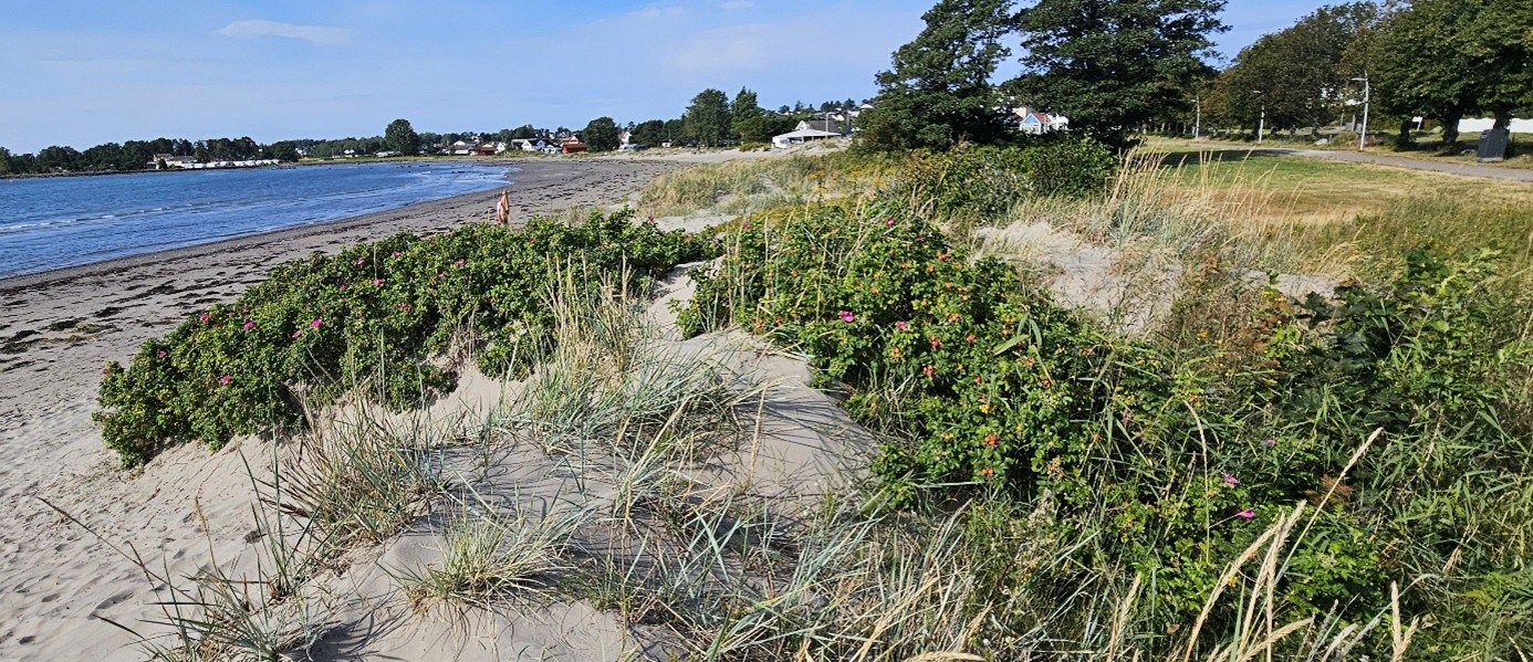 Rynkerose kan danne store bestander i sanddynemark og utkonkurrere andre arter. Foto: Statsforvalteren i Vestfold og Telemark
