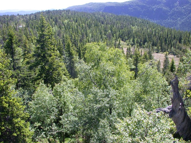 Mørkvassjuvet naturreservat. Foto: Statsforvalteren i Vestfold og Telemark Mørkvassjuvet naturreservat. Foto: Statsforvalteren i Vestfold og Telemark