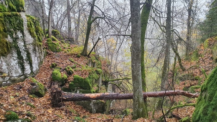 Tiurkollen: Rik edellauvskog  Foto: Biofokus v/Terje Blindheim. Tiurkollen: Rik edellauvskog
