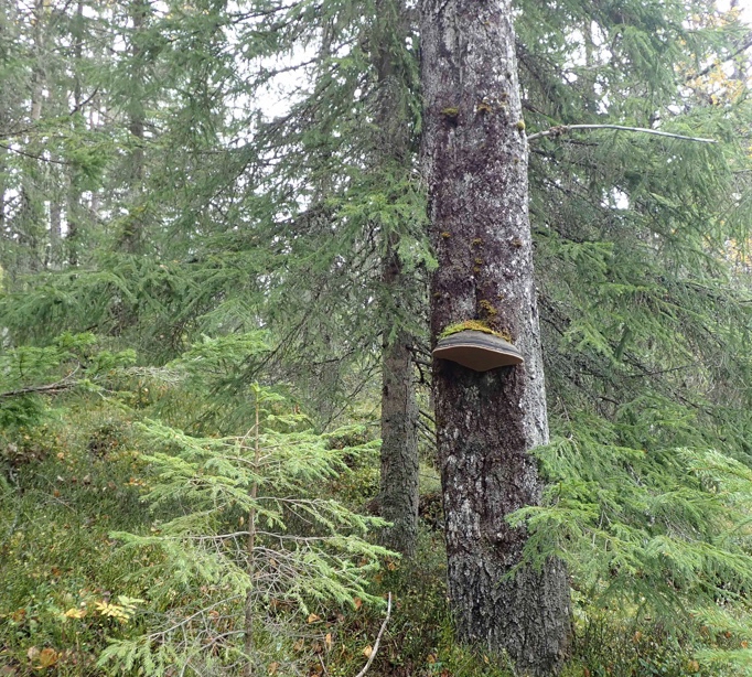Nesfjellet: Stor ospeildkjuke i Skotmyrane aust. Foto: J.G. Brynjulvsrud. Nesfjellet: Stor ospeildkjuke i Skotmyrane aust.