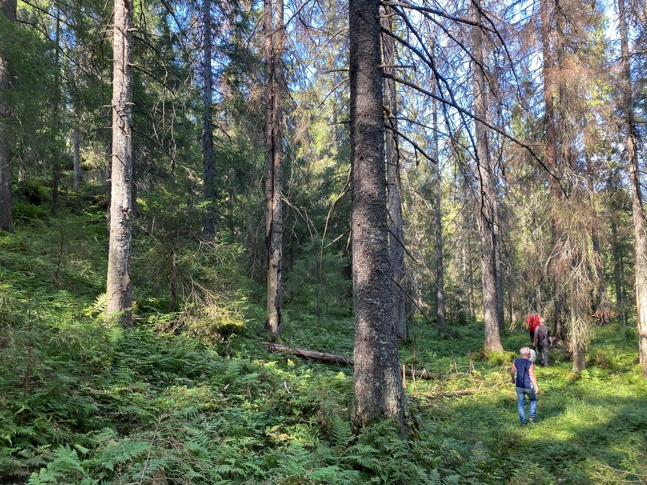 Gammel granskog i Slettebergskarvene. Foto: Statsforvalteren i Vestfold og Telemark Gammel granskog i Slettebergskarvene. Foto: Statsforvalteren i Vestfold og Telemark