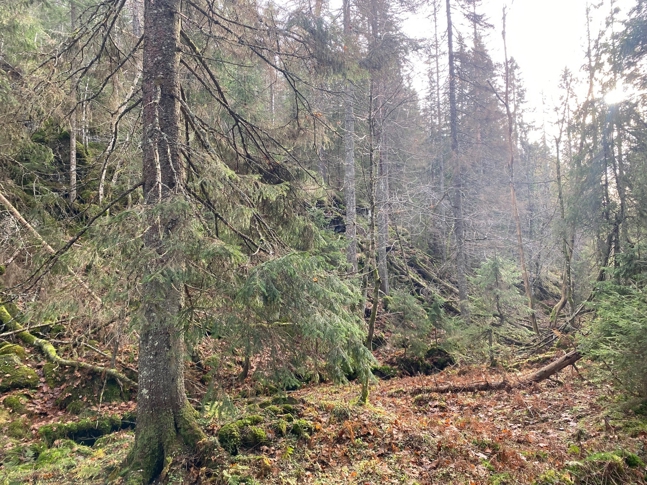 Storås: Gammel granskog i Hestedalen. Foto: Statsforvalteren i Vestfold og Telemark