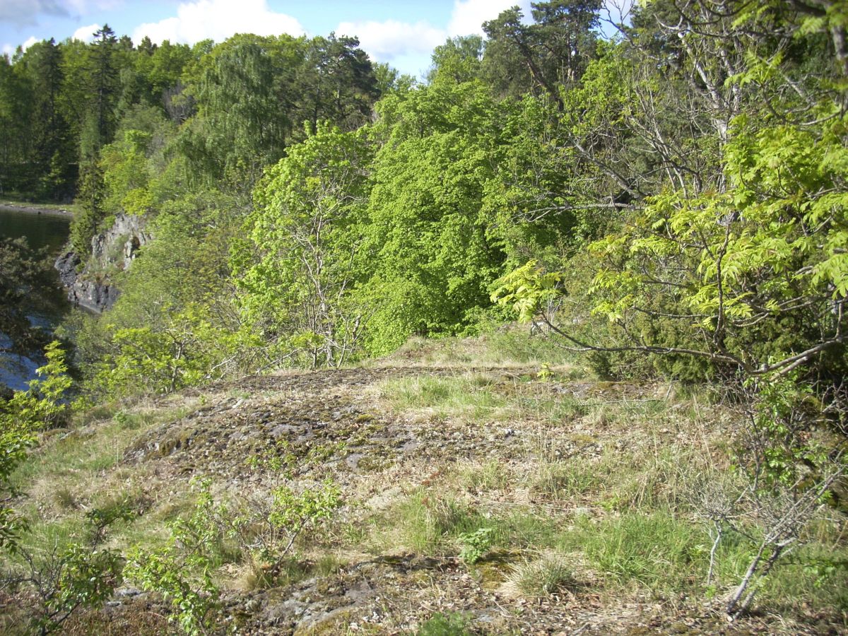 Mellomøya er vernet for å ta vare på den sjeldne lodnefiolen og dens livsmiljø. Foto: Egil Soglo. Mellomøya er vernet for å ta vare på den sjeldne lodnefiolen og dens livsmiljø.