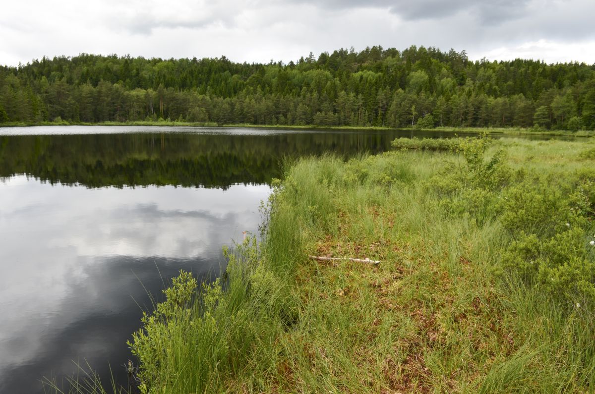 Napperødtjern er omkranset av myrer og sumpskog.