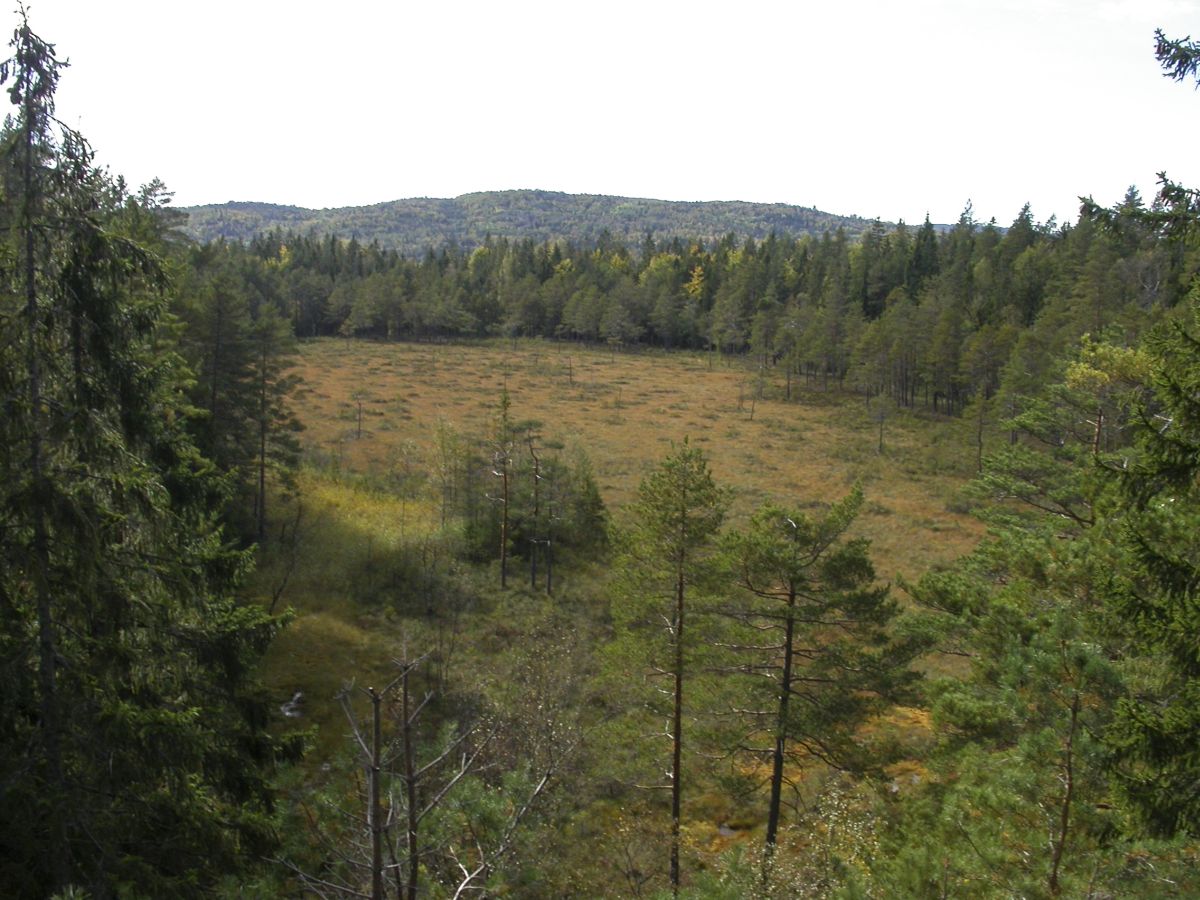 Nordre Skarsholttjern har fått en hvelvet form og kalles en høymyr. Foto: Egil Soglo. Nordre Skarsholttjern har fått en hvelvet form og kalles en høymyr.