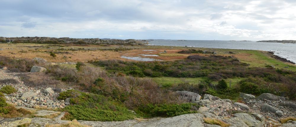 Pirane dekker flere ulike vegetasjonstyper fra sjøen i syd og inn til krattvegetasjonen bakerst i reservatet. Foto: Statsforvalteren i Vestfold og Telemark. Pirane dekker flere ulike vegetasjonstyper fra sjøen i syd og inn til krattvegetasjonen bakerst i reservatet.