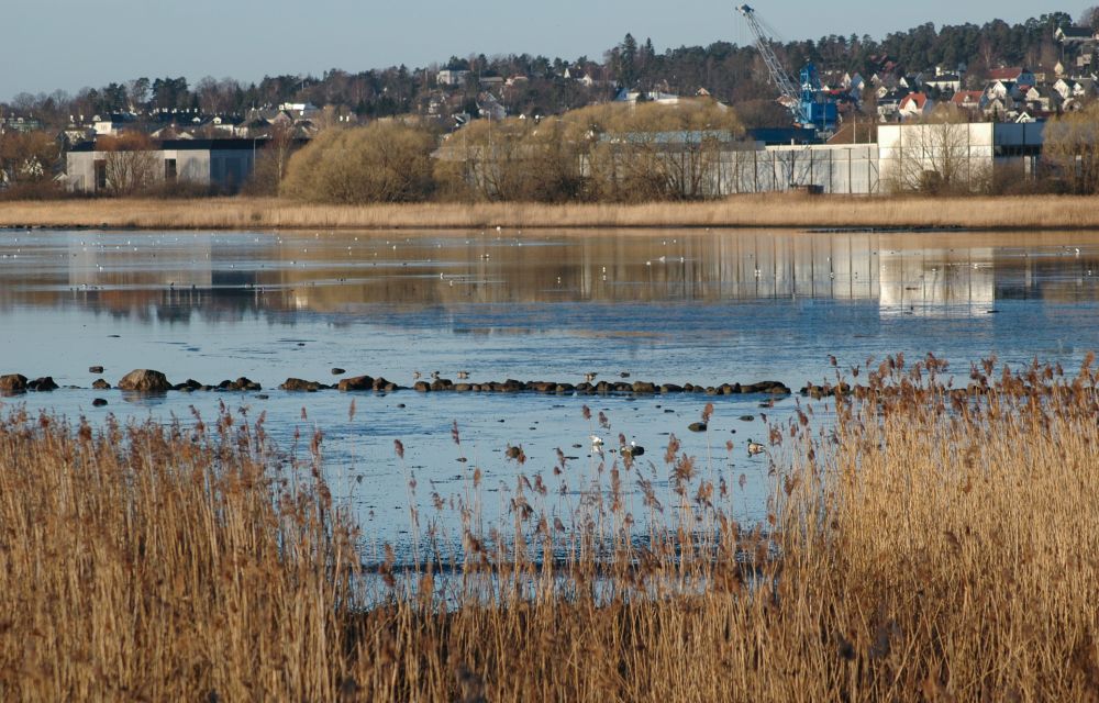 Store undervannsenger av ålegras er jakt- og beitemarker for fuglene. Foto: Statsforvalteren i Vestfold og Telemark. Store undervannsenger av ålegras er jakt- og beitemarker for fuglene.