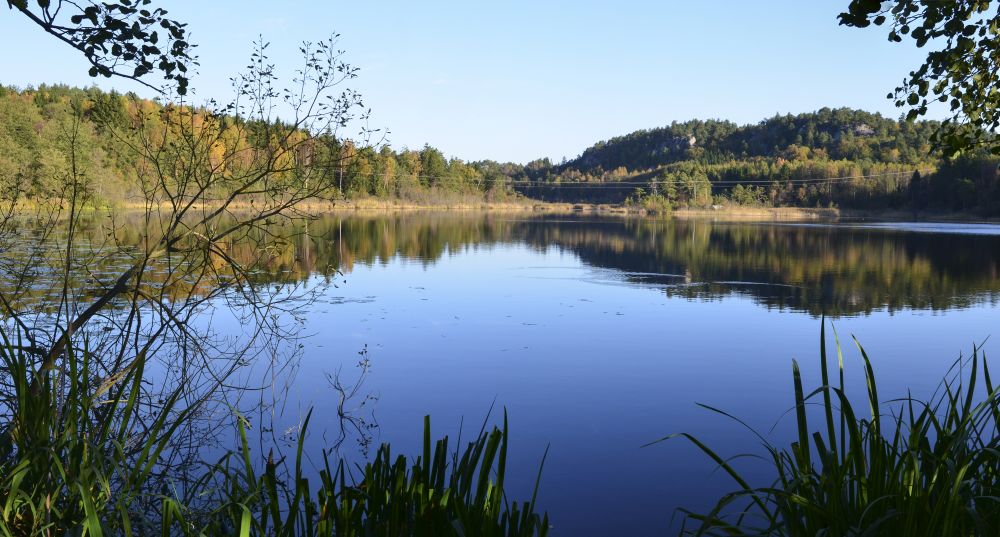 Refsholtjønna er en viktig «bensinstasjon» for fugler på trekk. Foto: Statsforvalteren i Vestfold og Telemark. Refsholtjønna er en viktig «bensinstasjon» for fugler på trekk.