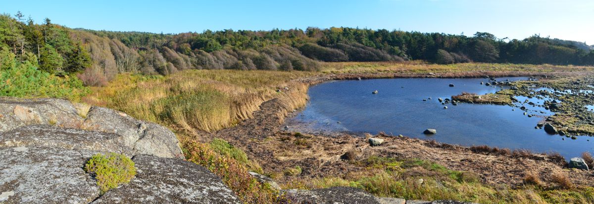 Ringane naturreservat ligger rundt en bukt på Søndre Eftang Foto: Birgit Brosø. Ringane naturreservat ligger rundt en bukt på Søndre Eftang