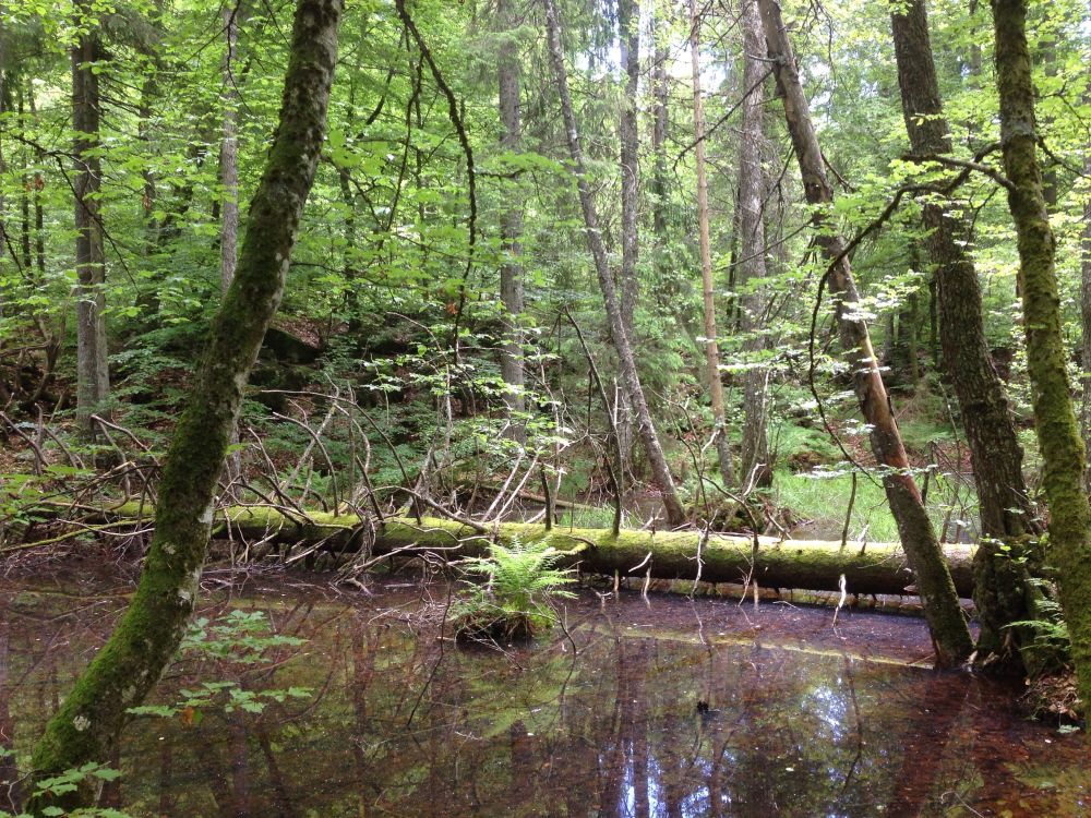 Ryggsåsen naturreservat. Foto: Statsforvalteren i Vestfold og Telemark. Ryggsåsen naturreservat.