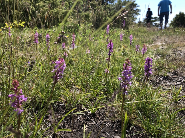 Langøya landskapsvernområde i Bamble kommune. 