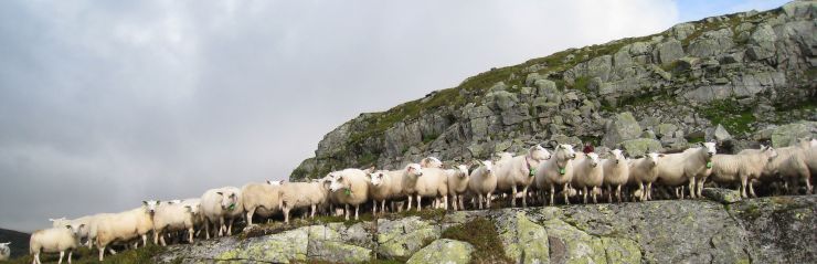 Sauer står på rad og rekke på beite i utmark