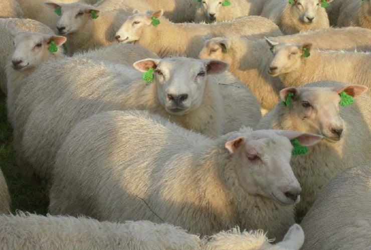 Mange sauer tett saman