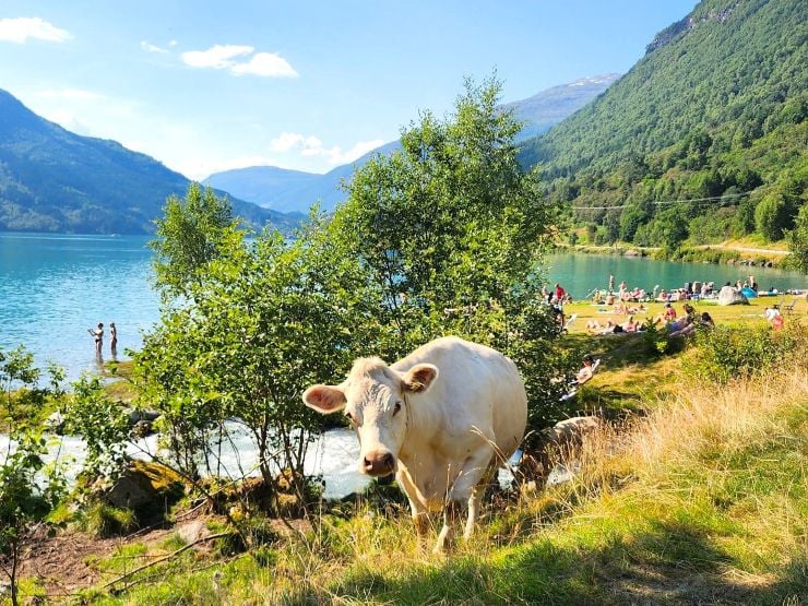 Ku på utmarksbeite der turistar badar