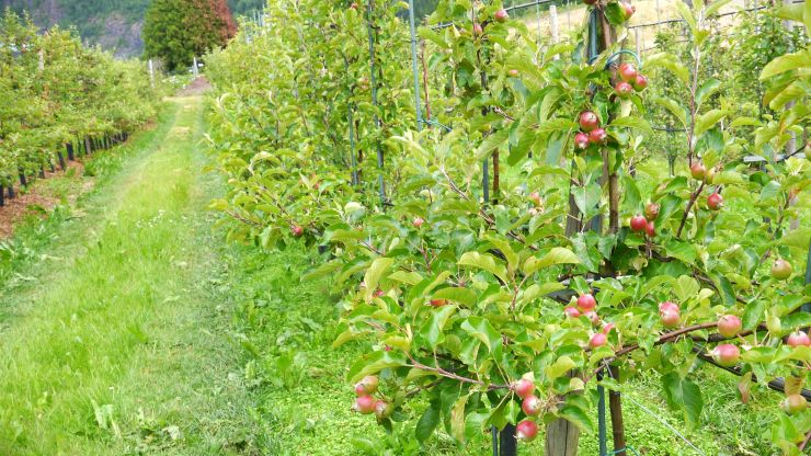 Sorten aroma på grunnstamme M9 i tettplanting på Njøs frukt- og bærsenter i 2018, med økologisk godkjent drift og utprøving av underkultur og flis under trerekkene. Foto: Frøydis Lindén/SFVL. Bilde av sorten aroma på grunnstamme M9 i tettplanting på Njøs frukt- og bærsenter i 2018, med økologisk godkjent drift og utprøving av underkultur og flis under trerekkene.