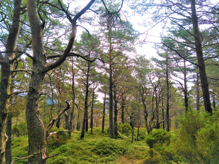 Bilete frå Stemnebøskogen fotografert av Ruben Bøtun