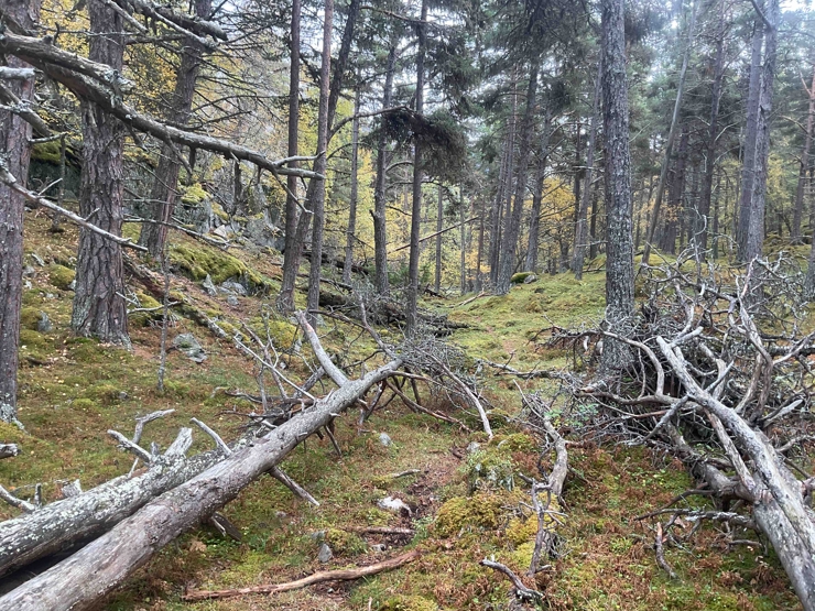 Ein skogbotn med daude tre og mose