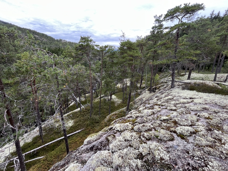 ein skogbotn med lyng og lav, med ståande furutre og litt felt død ved av furu