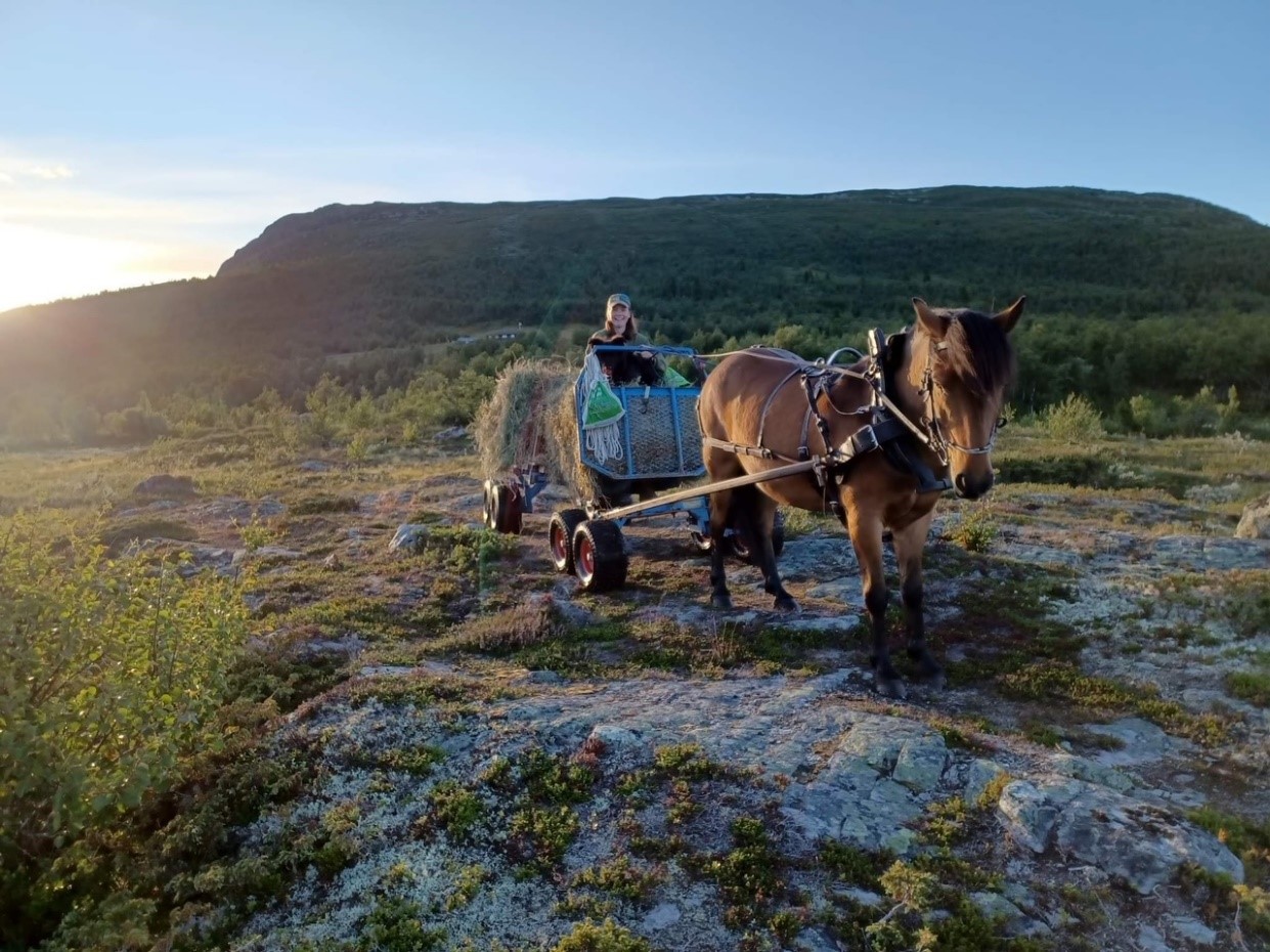 Søre Ongsjølia er ei vegløs seter, og det ferdigpressede høyet må fraktes ut med hest. Foto: Helen Engelstad Kvalem. Søre Ongsjølia er ei vegløs seter, og det ferdigpressede høyet må fraktes ut med hest.