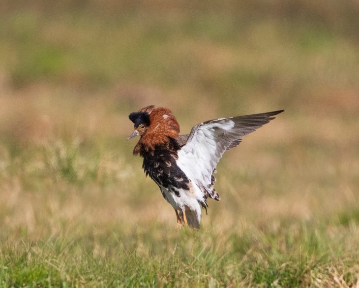 Brushane. Arten har sterk tilbakegang, men sees iblant i Åkersvika naturreservat. Foto: Thor Østbye. Brushane.