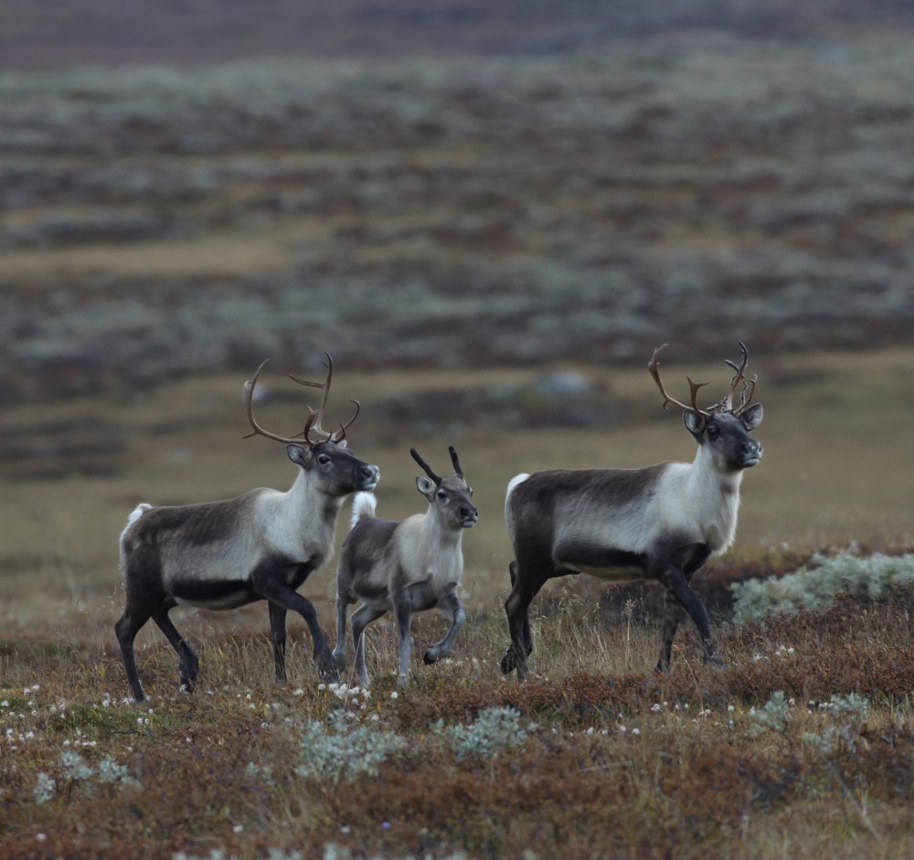 Foto: Per Jordhøy. Foto av villrein