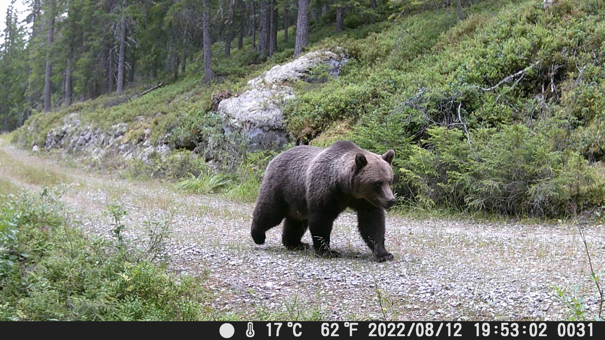 Bjørn på viltkamera. Foto: Vidar Helgesen.