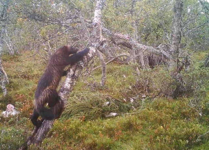 Jerv som klatrer i bjørk