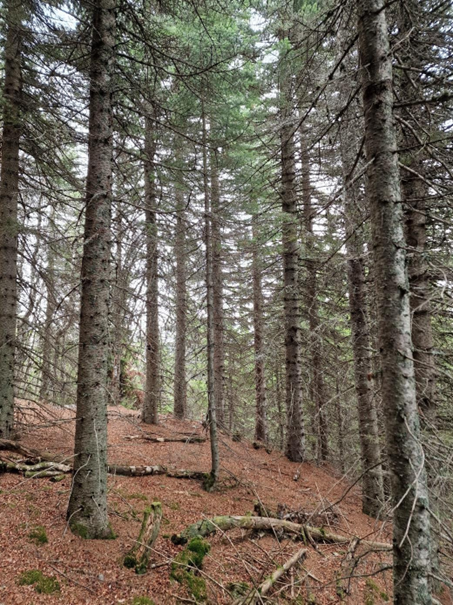 Sibireldelgran fra Skjellingshovde. Foto: Altiskog v/ Ole Morten Ertzeid Opsahl. Sibireldelgran fra Skjellingshovde.