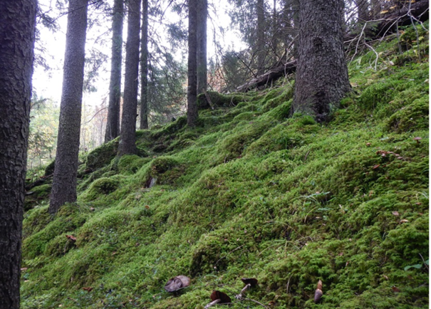 Moserik kalkgranskog, Eriksrud naturreservat.