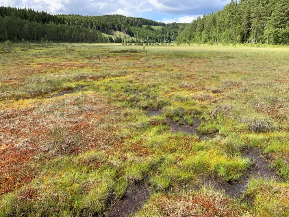 Gåsvikmyra Foto: Tonje Evang Berland. Deler av Gåsvikmyra