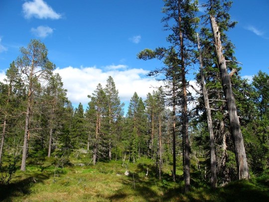 Eldre furuskog øst for Nevlingen.