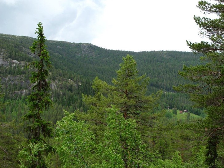 Vassfarplassen og liene oppover mot Fjellsetra. Foto: Tom Hellik Hofton Skog