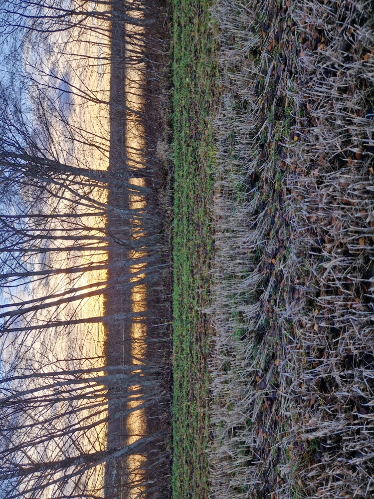 Åker i stubb med kantsone som er grasdekt. Glissen skog og vann bak.