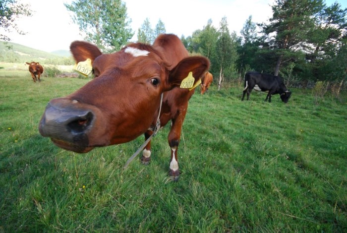Kyr på beite