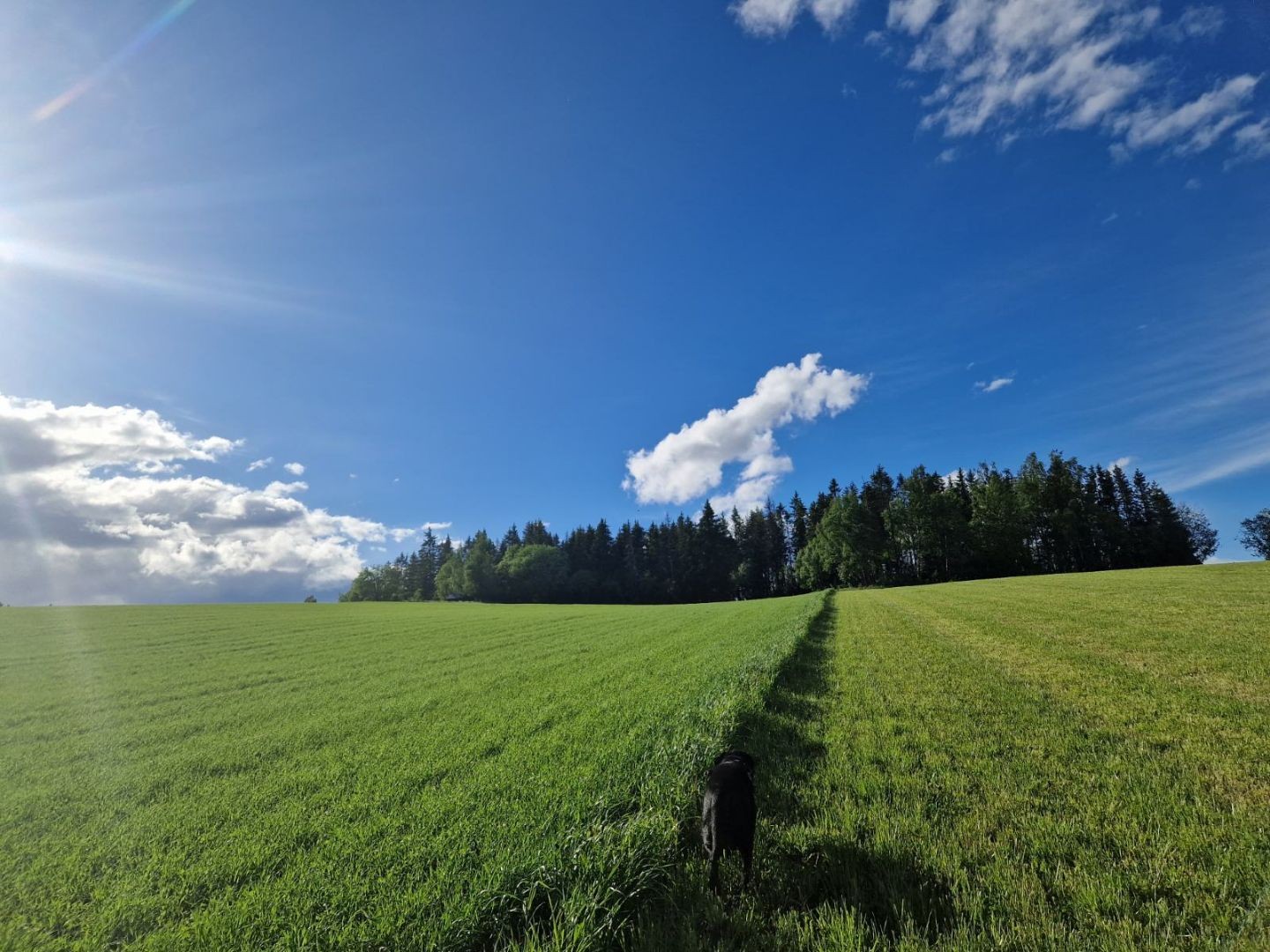 Korn og gras. Foto Statsforvalteren