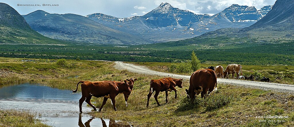 Kyr som beiter langs grusveg som går innover i en seterdal med høye fjell i bakgrunnen