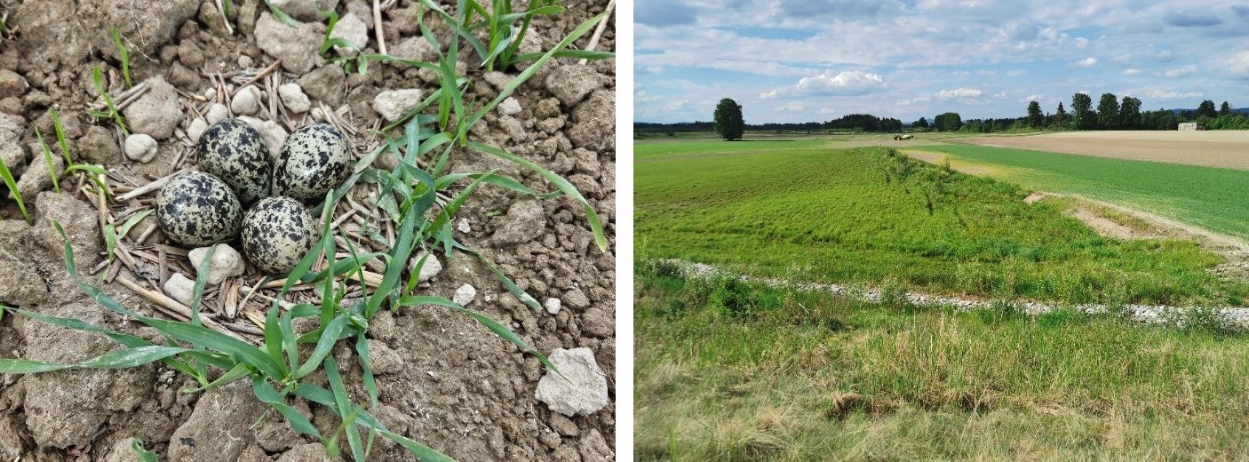 Kollasj av ett bilde av vipereir med fire egg og ett bilde av fuktig areal i kanten av jorde.