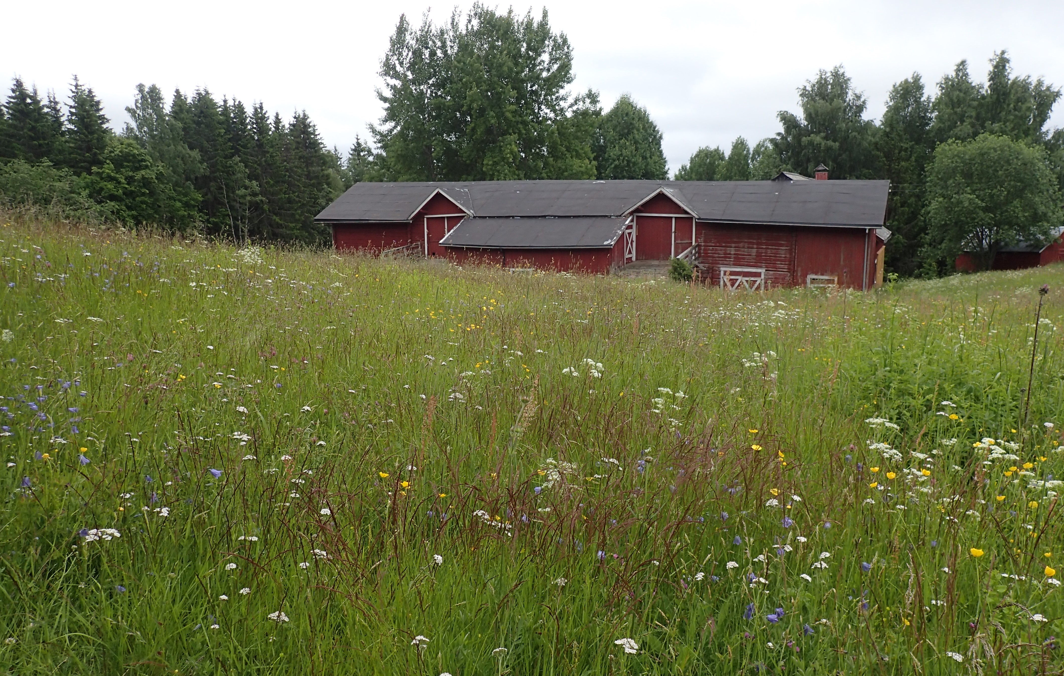 Foto: Stig Horsberg. Blomstereng i forgrunnen, i bakgrunnen en langstrakt, lav, rød låve med to låvebruer.