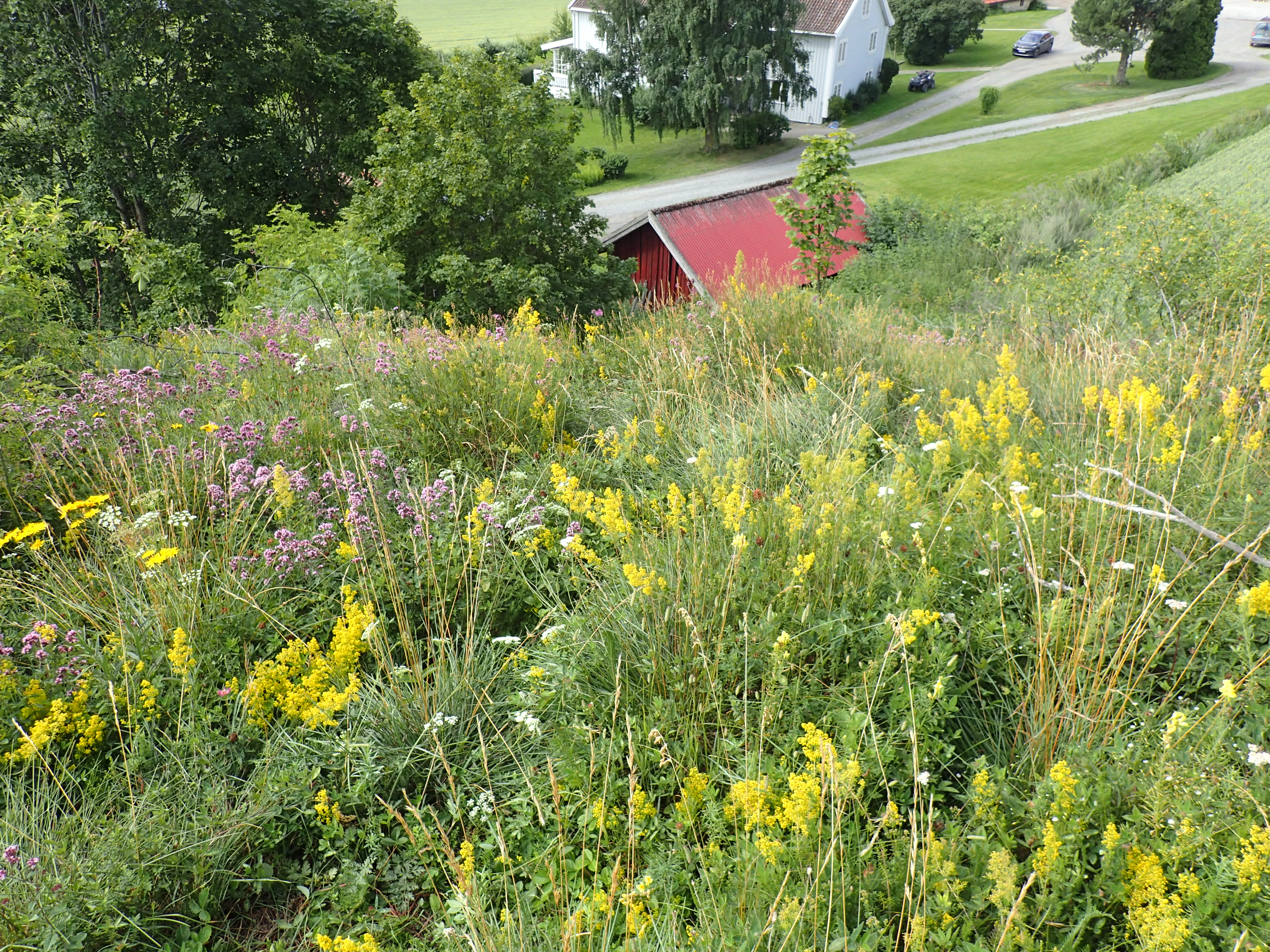 Blomstereng i forgrunnen med trær og litt av et gardstun i bakgrunnen