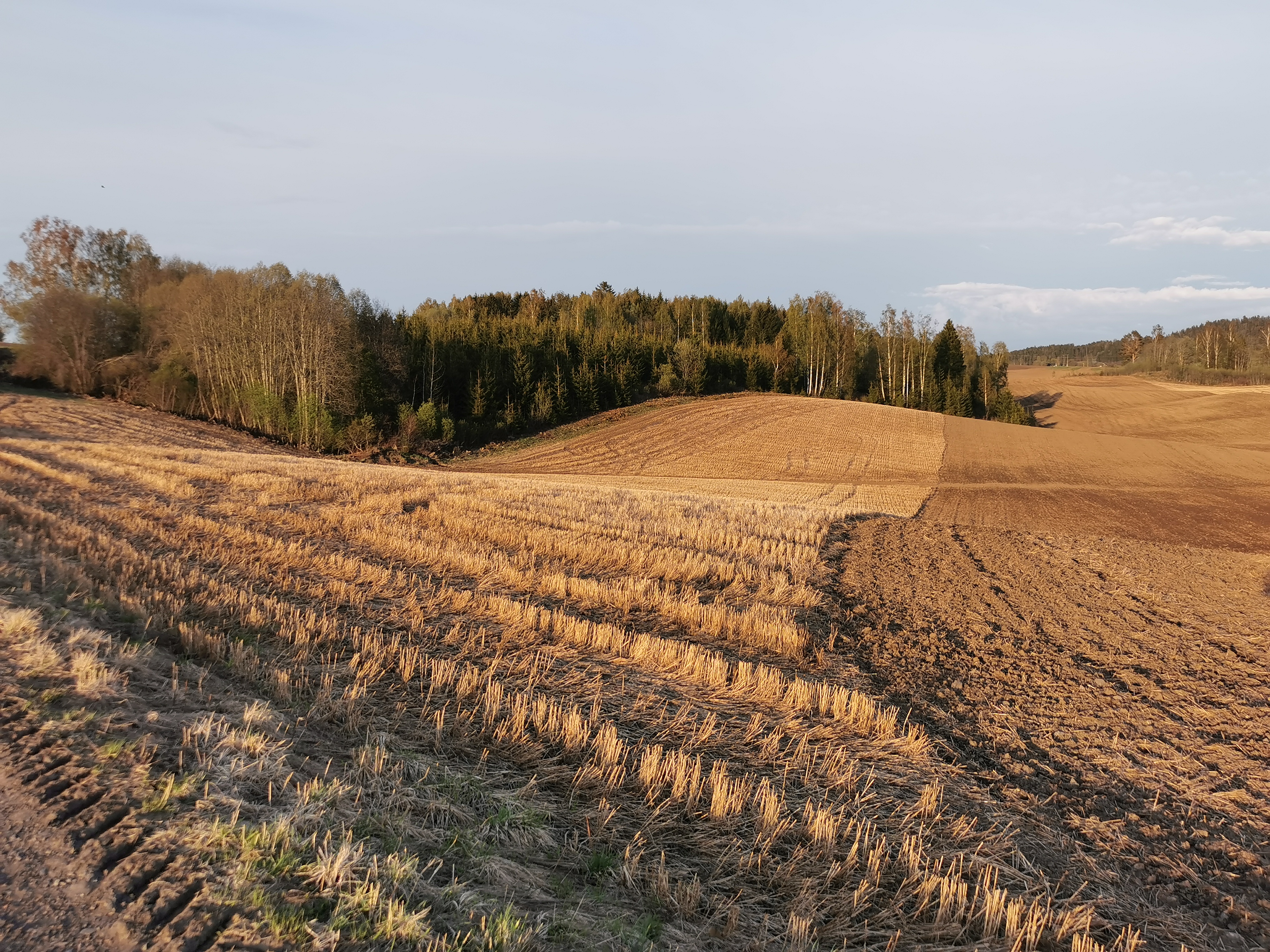 Bølgende kornåker med halmstubber, delvis pløyd opp, og med skog i bakgrunnen